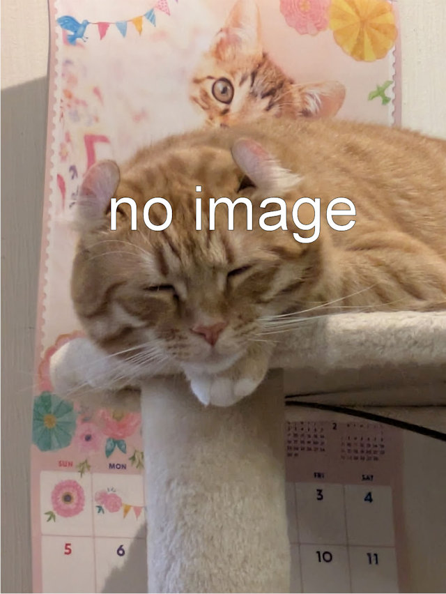 アメリカンショートヘアー