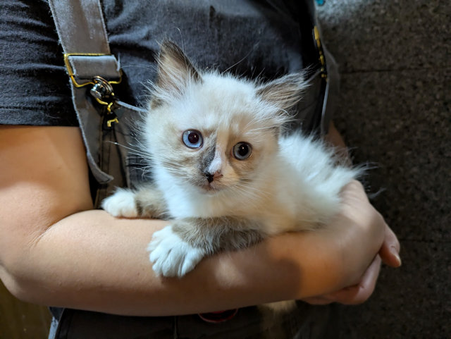 ラグドール★セレクト個体